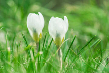 Dwa delikatne białe krokusy rozkwitające na tle soczystej zielonej trawy. Jasne, nasycone ujęcie makro będące radosnym symbolem wiosny, budzącej się przyrody i świeżości w słoneczny dzień. © Henryk Niestrój