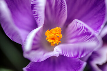 Artystyczne zbliżenie na fioletowe krokusy kwitnące wiosną. Delikatne płatki kwiatów uchwycone w miękkim świetle. Symbol budzącej się natury, świeżości i piękna pierwszych kwiatów. © Henryk Niestrój