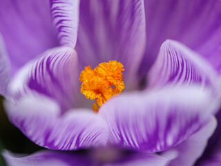 Artystyczne zbliżenie na fioletowe krokusy kwitnące wiosną. Delikatne płatki kwiatów uchwycone w miękkim świetle. Symbol budzącej się natury, świeżości i piękna pierwszych kwiatów. © Henryk Niestrój