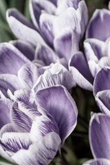 Artystyczne zbliżenie na fioletowe krokusy kwitnące wiosną. Delikatne płatki kwiatów uchwycone w miękkim świetle. Symbol budzącej się natury, świeżości i piękna pierwszych kwiatów. © Henryk Niestrój