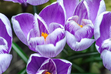 Artystyczne zbliżenie na fioletowe krokusy kwitnące wiosną. Delikatne płatki kwiatów uchwycone w miękkim świetle. Symbol budzącej się natury, świeżości i piękna pierwszych kwiatów. © Henryk Niestrój