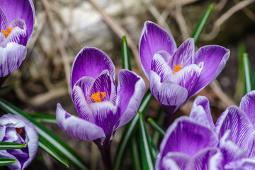 Artystyczne zbliżenie na fioletowe krokusy kwitnące wiosną. Delikatne płatki kwiatów uchwycone w miękkim świetle. Symbol budzącej się natury, świeżości i piękna pierwszych kwiatów. © Henryk Niestrój
