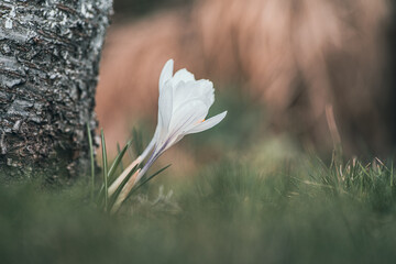 Delikatny biały krokus rosnący przy pniu drzewa na wiosennej polanie. Artystyczne ujęcie makro z miękkim rozmyciem tła, oddające nastrój budzącej się natury i spokój poranka. © Henryk Niestrój