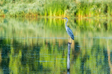 Czapla siwa stojąca na drewnianym palu pośrodku jeziora. Malownicze odbicie zieleni w wodzie i spokój natury. Portret dzikiego ptaka w jego naturalnym środowisku wodnym w słoneczny dzień. © Henryk Niestrój