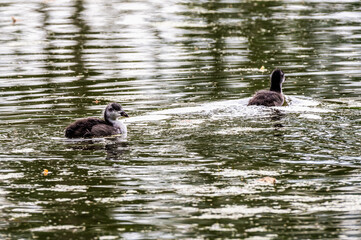 Dwa młode pisklęta gęsiówki egipskiej (Alopochen aegyptiaca) pływające po tafli jeziora. Naturalne ujęcie dzikiego ptactwa wodnego w parku, ukazujące piękno przyrody i rozwój młodej fauny. © Henryk Niestrój