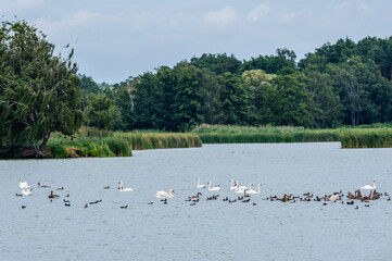 Malowniczy widok na jezioro z grupą łabędzi i kaczek pływających po wodzie. W tle gęsty zielony las i szuwary. Sielankowy krajobraz polskiej przyrody, idealny do projektów o ekologii i naturze. © Henryk Niestrój