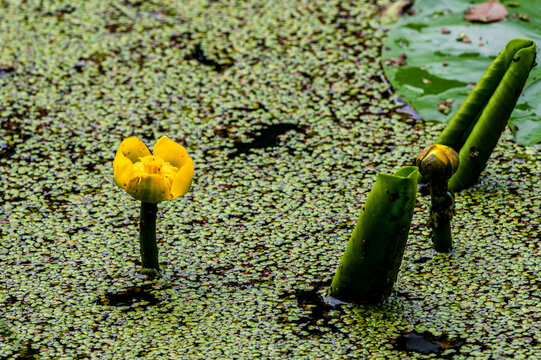 Grążel ż&oacute;łty kwitnący na powierzchni stawu pokrytego gęstą rzęsą wodną. Malownicze ujęcie roślinności wodnej w naturalnym środowisku. Detale letniej przyrody i ekosystemu jeziora.