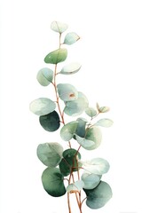 Obraz premium Watercolor painting of elegant eucalyptus stem.