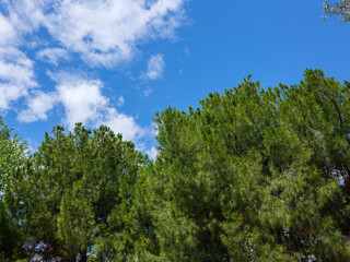 Fototapeta premium Forest landscape with sky peeking through branches