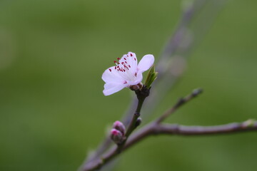 Fleurs de péché © Herv