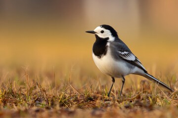 White wagtail in a field.