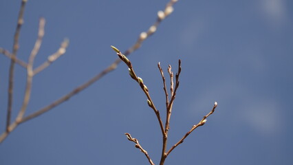 Bazie na tle błękitnego nieba © tomo81