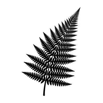 Detailed black and white illustration of a fern leaf on white background.