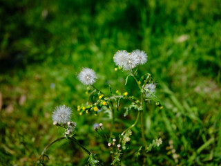 delicate common dandelion growing naturally in a lush green spring forest glade © enginakyurt