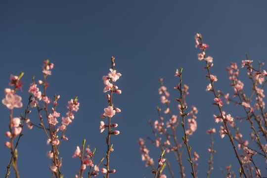 Fleurs de p&eacute;ch&eacute;