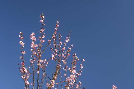 Fleurs de p&eacute;ch&eacute;