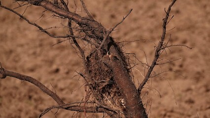korzenie drzewa wyciągnięte nad ziemię © tomo81