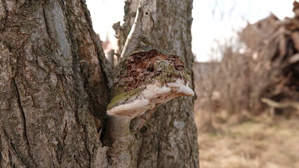 Huba drzewna jako pasożyt drzewa © tomo81