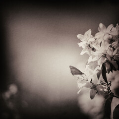 Fleurs et papillon © Herv