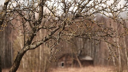 Nagie konary drzewa śliwkowego na tle krajobrazu wiejskiego w okresie zimowym © tomo81