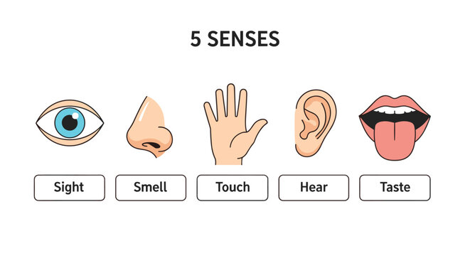 Educational illustration for children displays the five human senses including sight, smell, touch, hear, and taste with labeled icons.