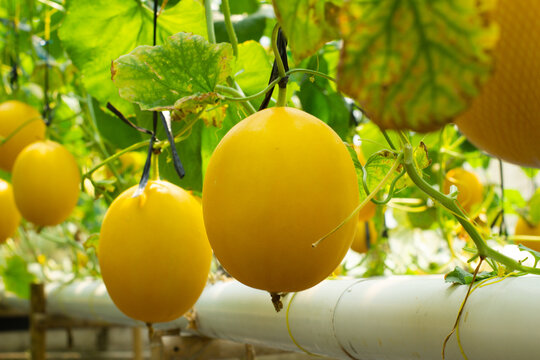 A bunch of yellow fruit hanging from a plant