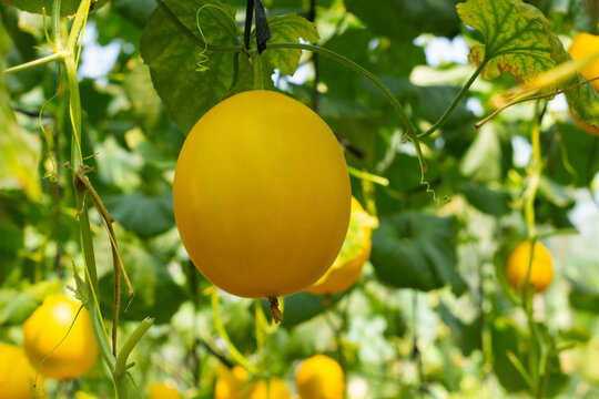 A bunch of yellow fruit hanging from a tree