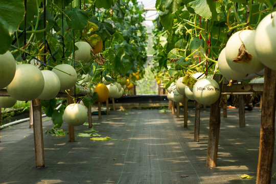 A row of green melons hanging from the ceiling