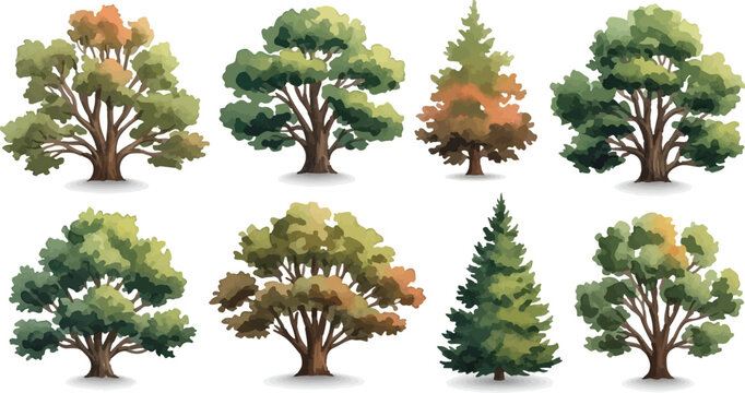 Watercolor tree collection with 8 deciduous and evergreen species, forest vegetation set in painterly style, green and autumn foliage vector illustrations