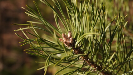Gałęzie sosny zwyczajnej z widocznymi zielonymi igłami i małymi młodymi pędami © tomo81