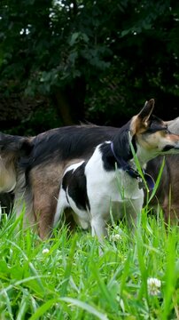 Three senior dogs on grass near barn alert and curious looking around sniffing each other rustic rural outdoor countryside scene