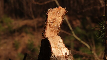 Złamany konar sosny z widocznymi kropelkami żywicy sosnowej. Sok sosny widoczny na złamanej gałęzi.  © tomo81
