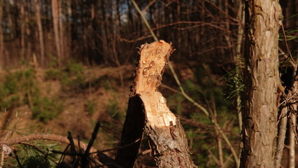 Złamany konar sosny z widocznymi kropelkami żywicy sosnowej. Sok sosny widoczny na złamanej gałęzi.  © tomo81