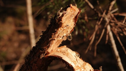 Złamany konar sosny z widocznymi kropelkami żywicy sosnowej. Sok sosny widoczny na złamanej gałęzi.  © tomo81