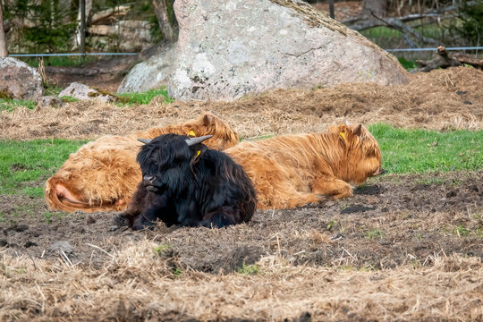 Highland cattle