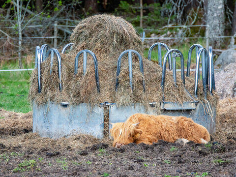 Highland cattle