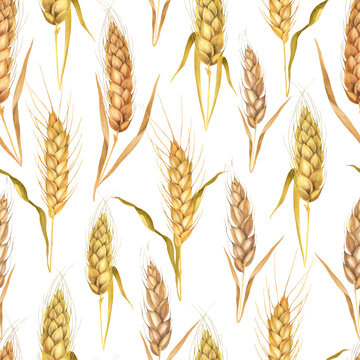 Seamless pattern of wheat ears