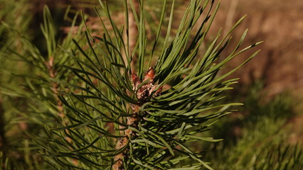 Gałęzie sosny zwyczajnej z widocznymi zielonymi igłami i małymi młodymi pędami © tomo81