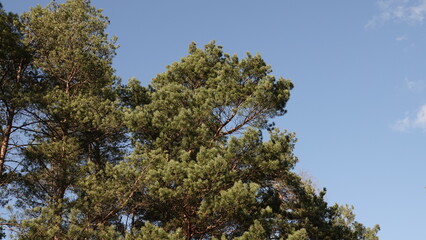 Sosna z zielonymi igłami na tle niebieskiego, czystego nieba. © tomo81