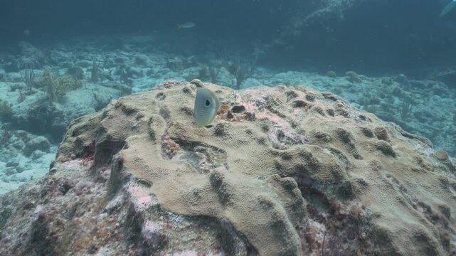 Foureye butterflyfish Chaetodon capistratus swimming over a tropical coral reef