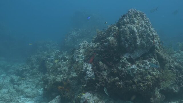 Tropical fish swimming around a coral reef pinnacle in blue ocean water