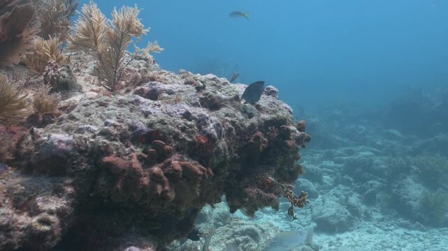 Caribbean blue tang Acanthurus coeruleus swimming over coral reef