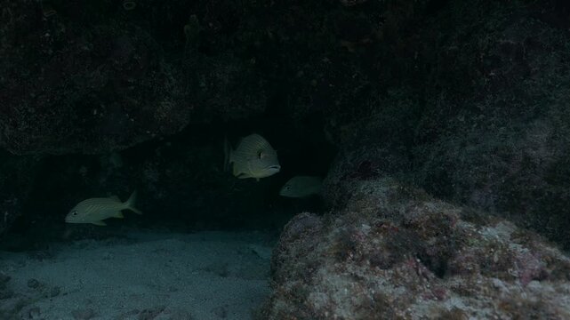 French grunt Haemulon flavolineatum fish hiding in a dark underwater cave