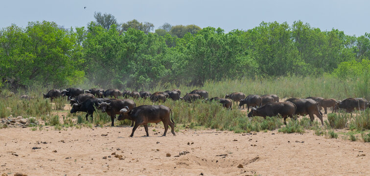 Afrikanische Tiere Kaffernb&uuml;ffel oder auch Afrikanischer B&uuml;ffel Wasserb&uuml;ffel genannt, im Busch vom Kr&uuml;ger National Park - Kruger Nationalpark S&uuml;dafrika