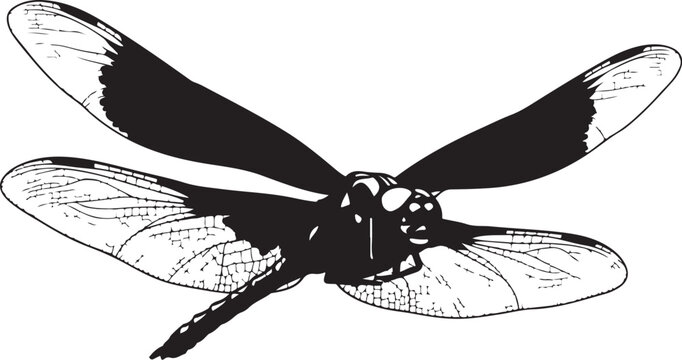 Black dragonfly with spread wings insect white