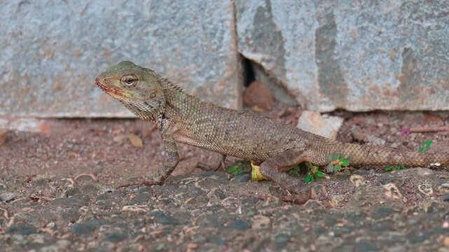 portrait of a garden lizard (Calotes versicolor)