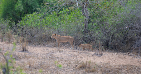 Afrikanische Tiere Löwin oder Löwe im Busch vom Krüger National Park - Kruger Nationalpark Südafrika © Mathis