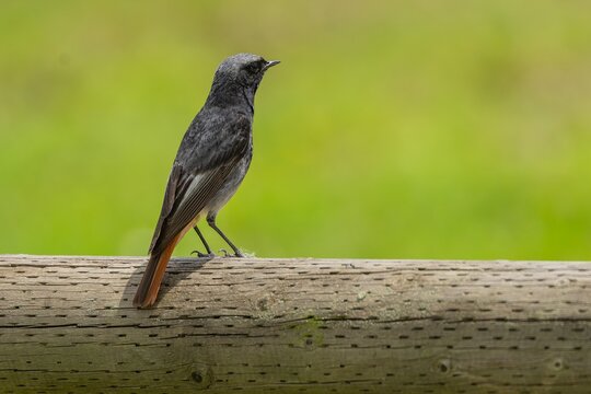 Close up image of the black redstart, a male songbird, perching on a wooden log. Sunny summer day. Green background.