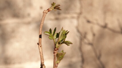 Zielone, małe listki rozwijające się na gałązce krzewu w lesie.  © tomo81