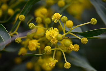 Obraz premium Yellow blossoms of Acacia retinodes. Conil de la Frontera, Andalusia, Spain, Europe.